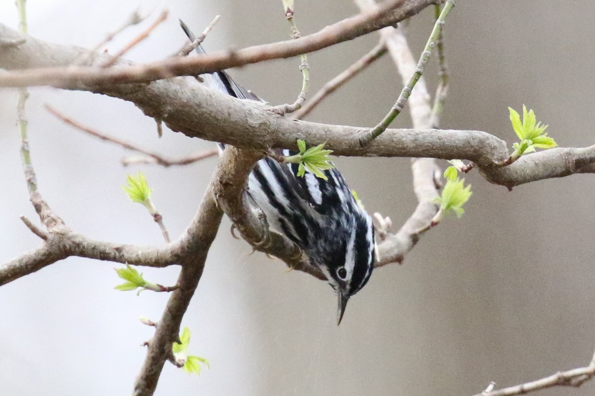 Black-and-white Warbler - ML54144501