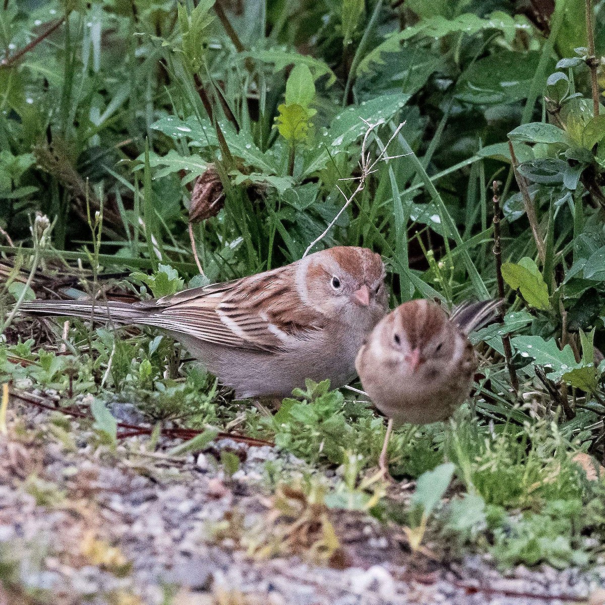 Field Sparrow - Liling Warren