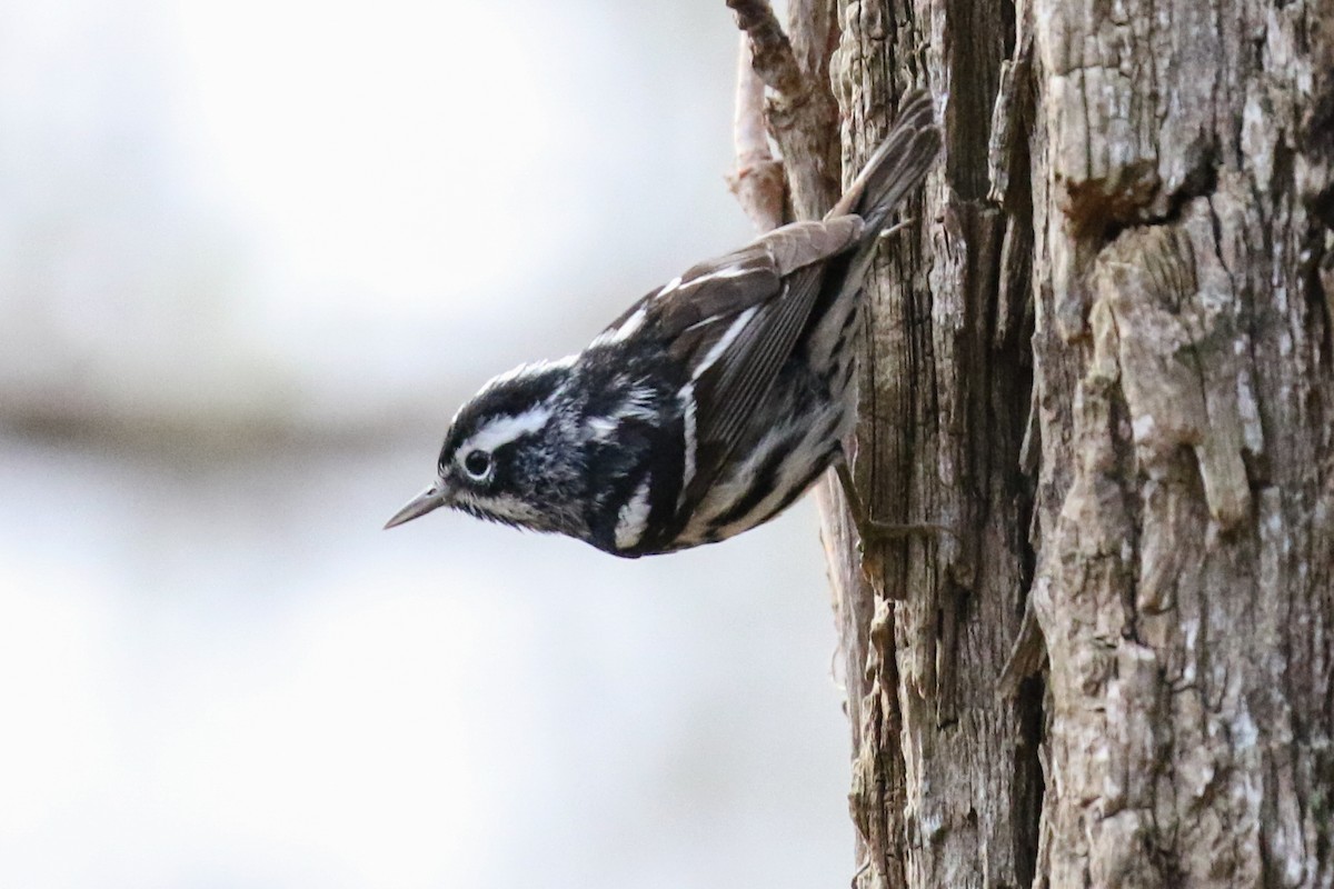 Black-and-white Warbler - ML54144511