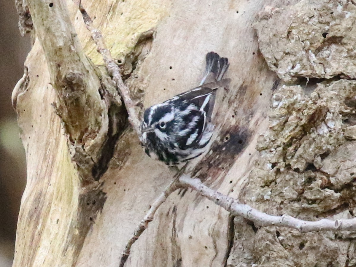 Black-and-white Warbler - ML54144521