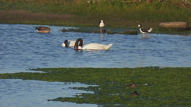 Black-necked Swan - ML541446771