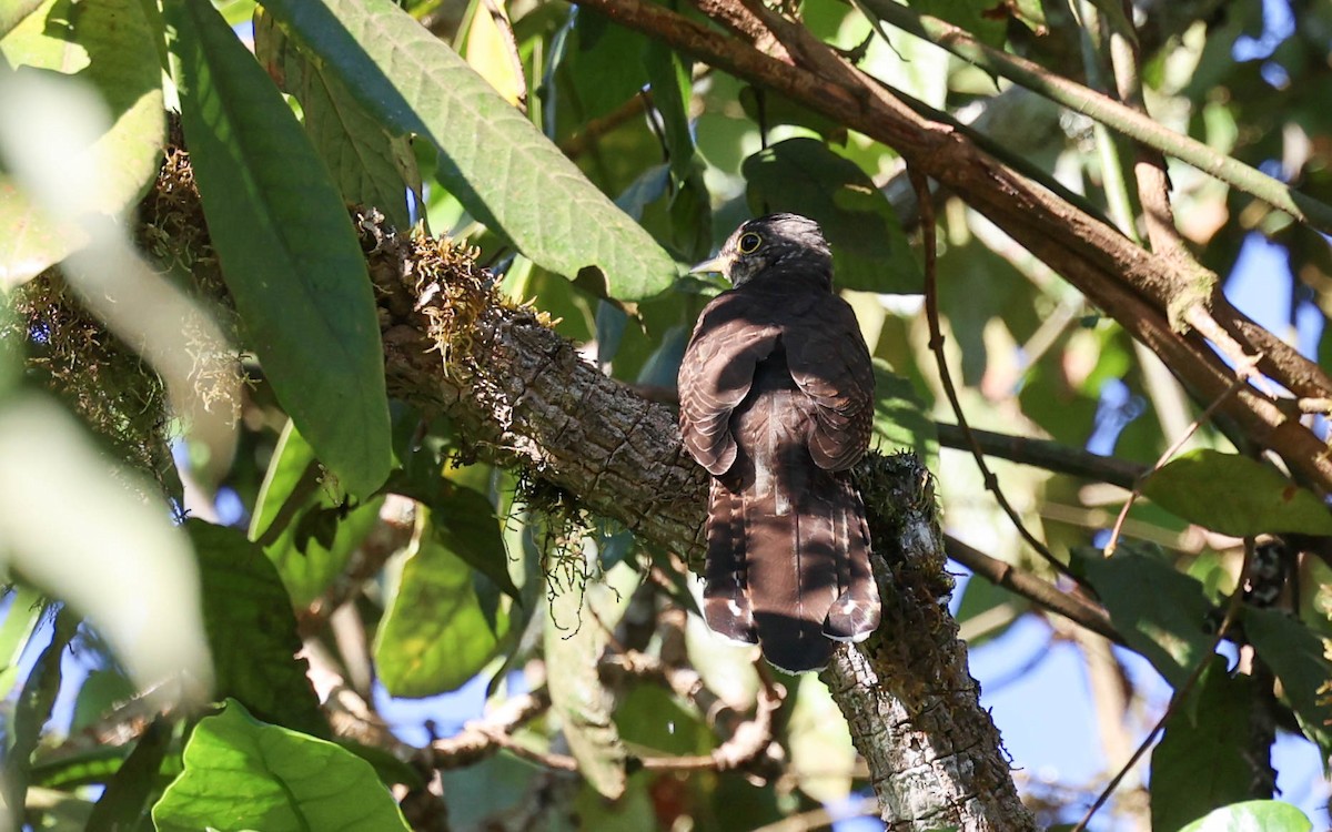 Barred Long-tailed Cuckoo - ML541454911