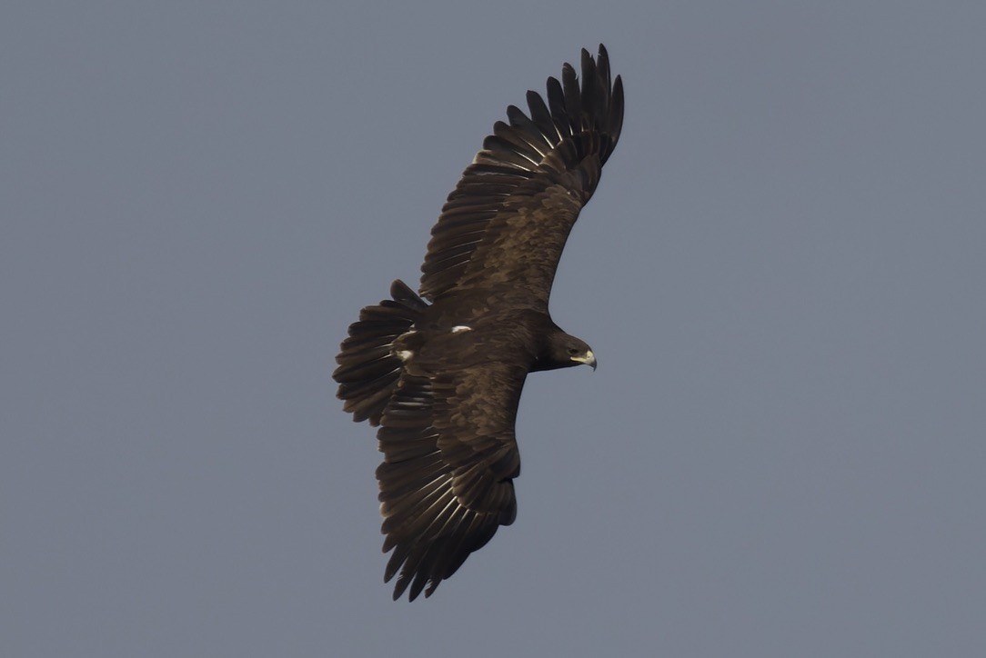 Greater Spotted Eagle - ML541456161