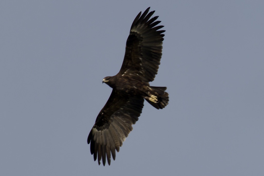 Greater Spotted Eagle - ML541456171