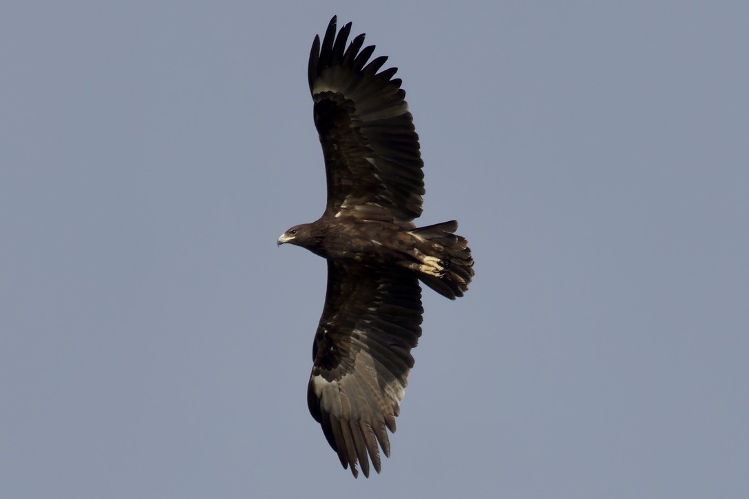 Greater Spotted Eagle - ML541456181