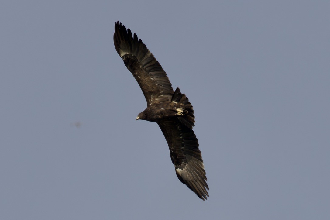 Greater Spotted Eagle - ML541456201