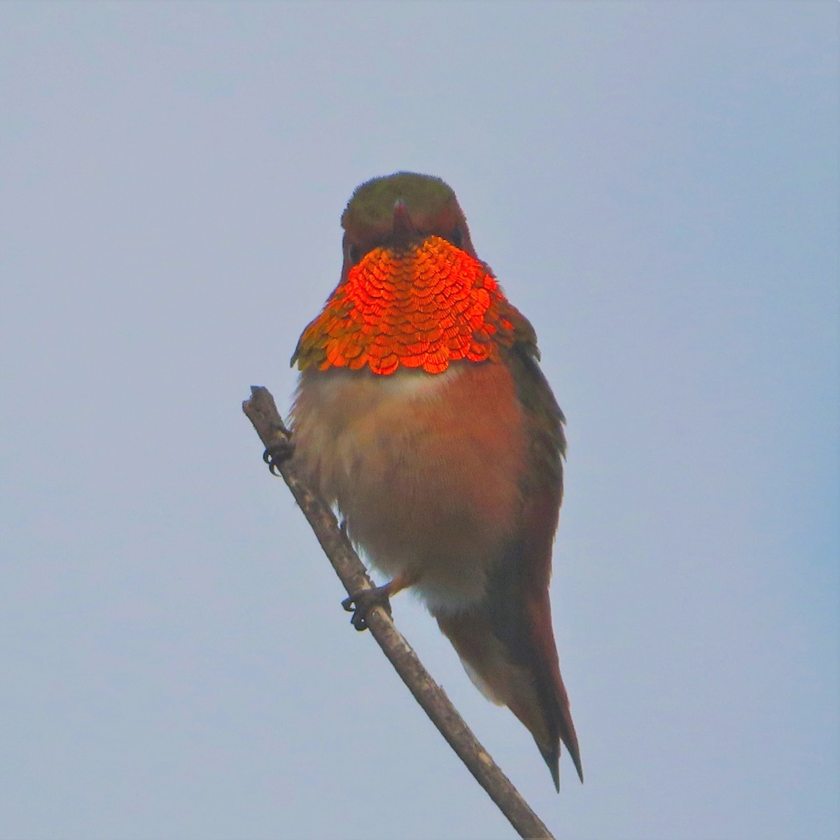 Allen's Hummingbird - Monica P