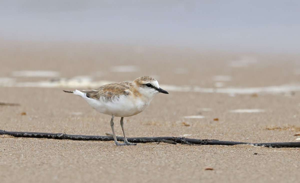 White-fronted Plover - ML541462951
