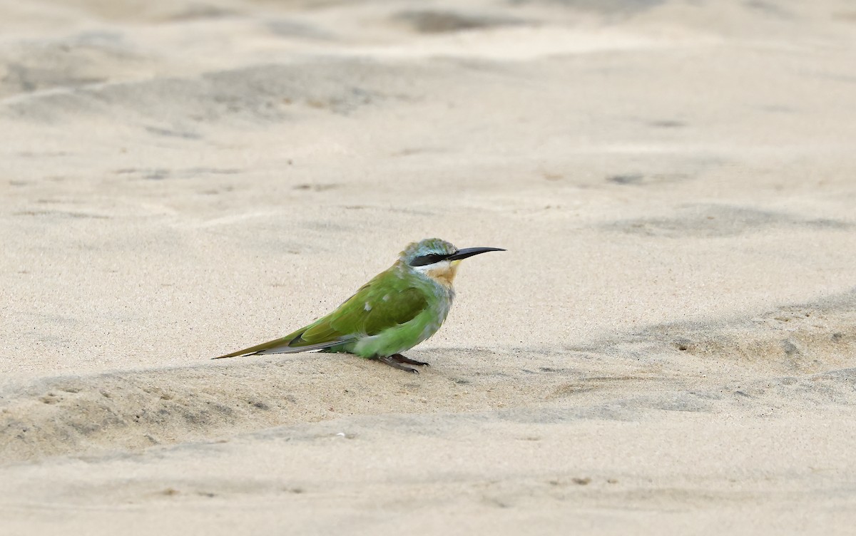 Blue-cheeked Bee-eater - ML541463731