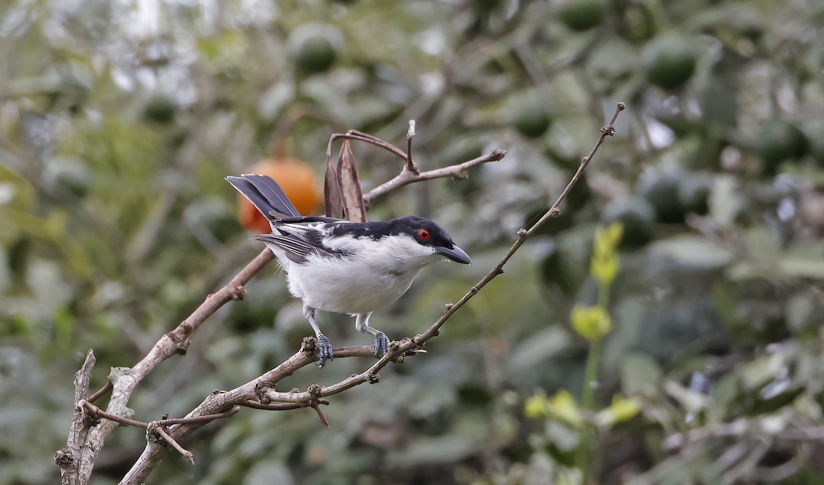 Black-backed Puffback - Jim Lawrence