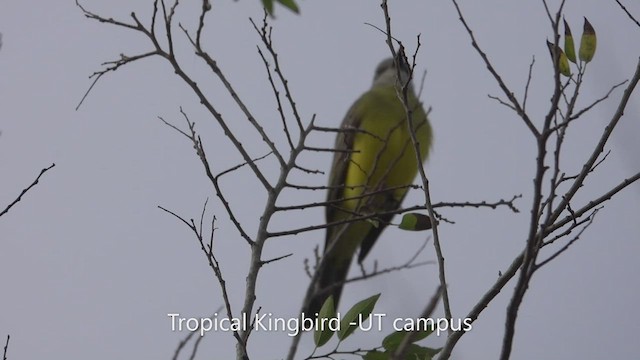 Tropical Kingbird - ML541466201