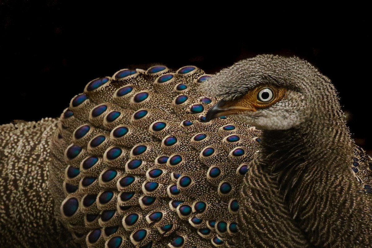 Gray Peacock-Pheasant - ML541469811