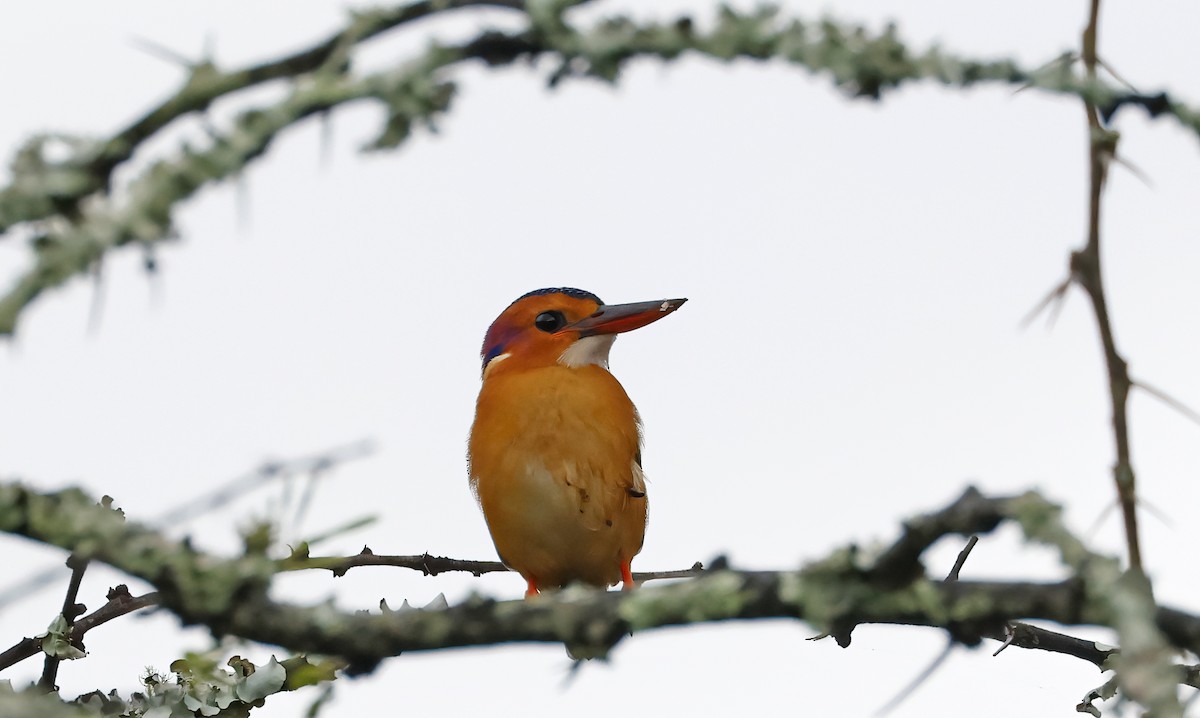 African Pygmy Kingfisher - Jim Lawrence