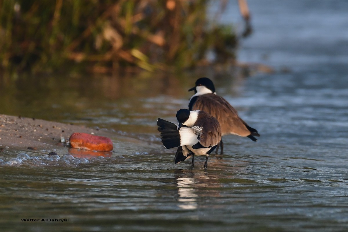 Spur-winged Lapwing - Watter AlBahry