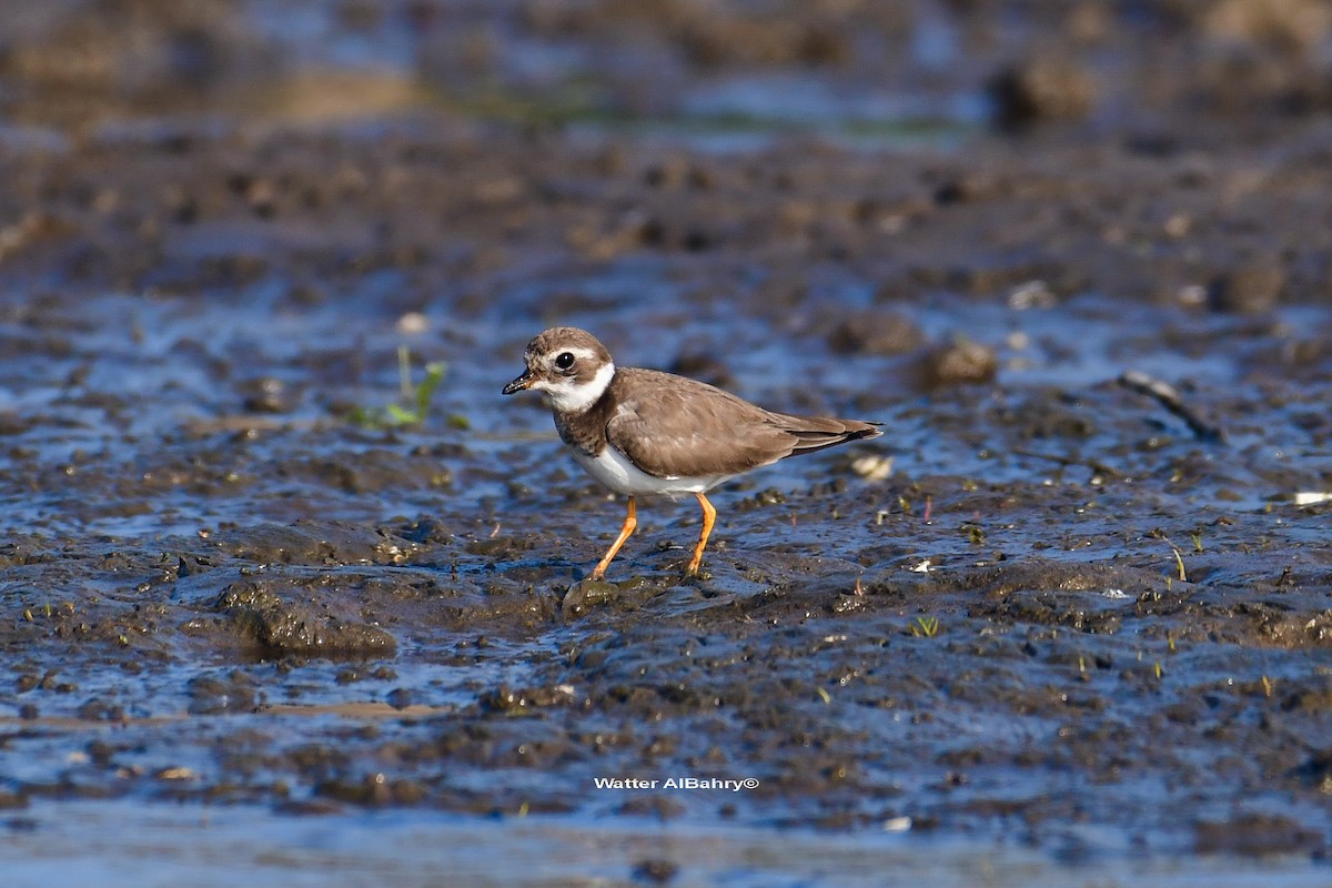 Common Ringed Plover - ML541477821