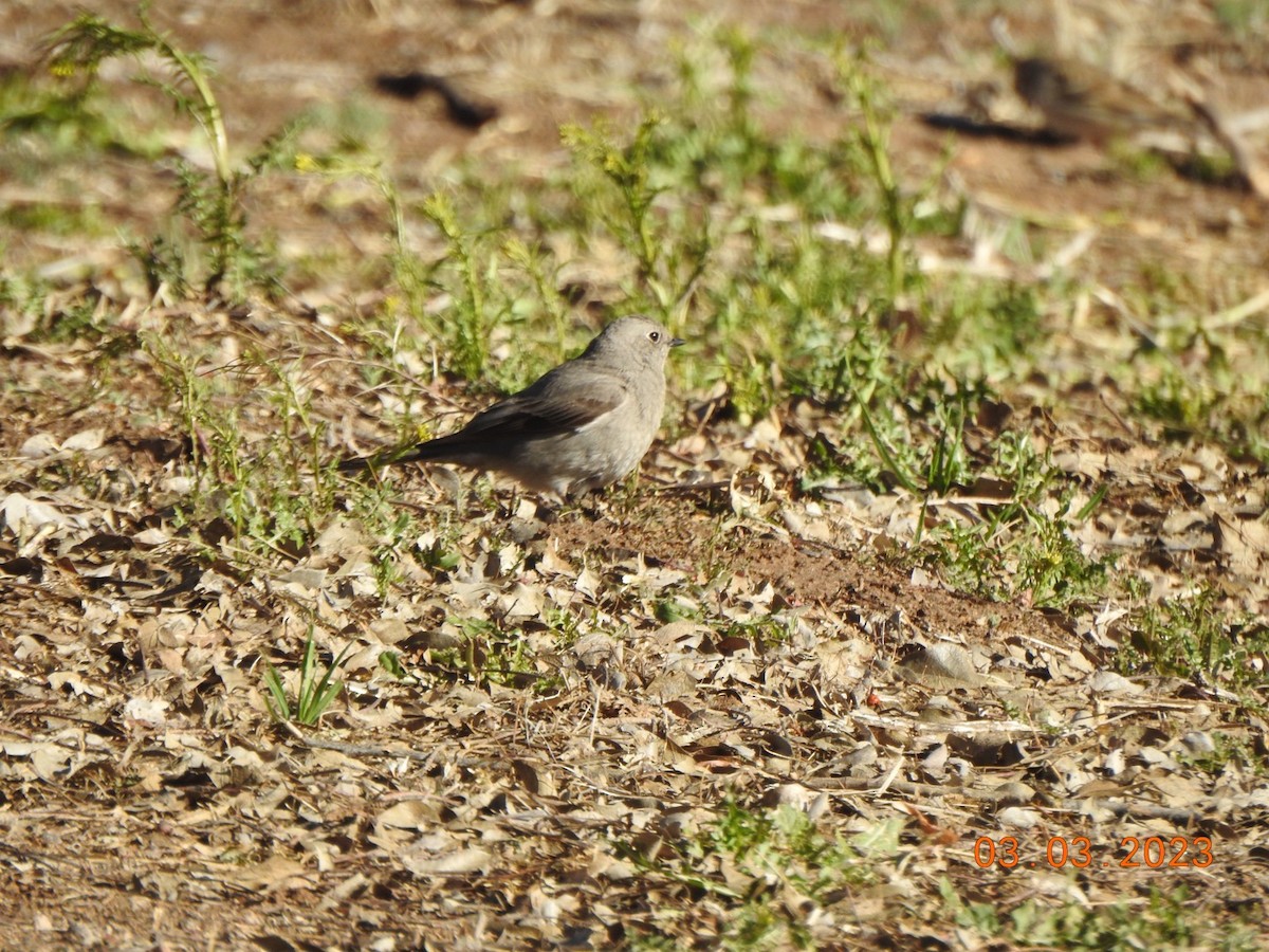 Townsend's Solitaire - ML541480491
