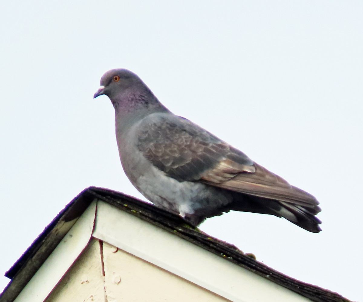 Rock Pigeon (Feral Pigeon) - ML541482171