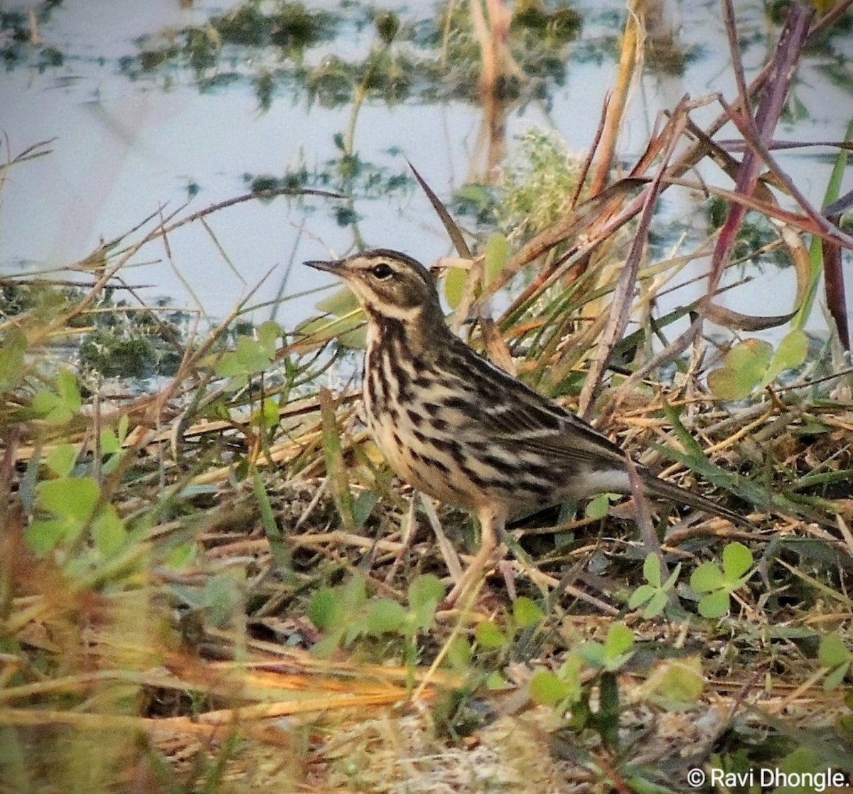 Rosy Pipit - ML541485451