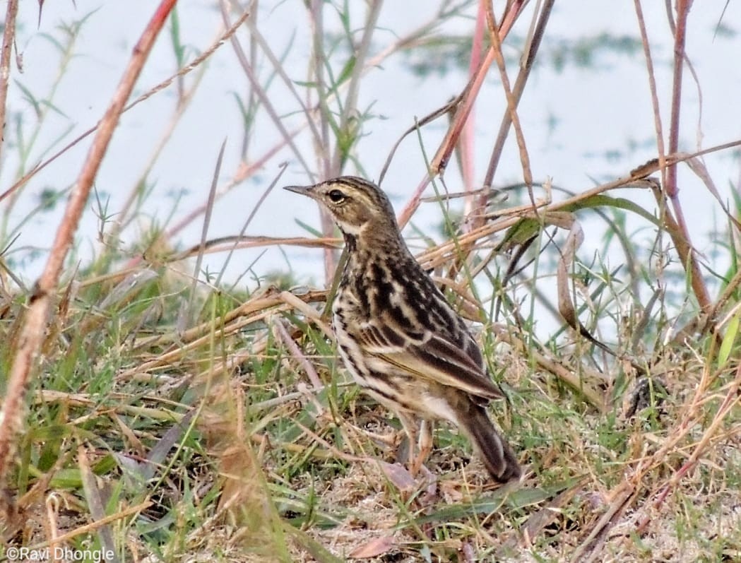 Rosy Pipit - ML541485471