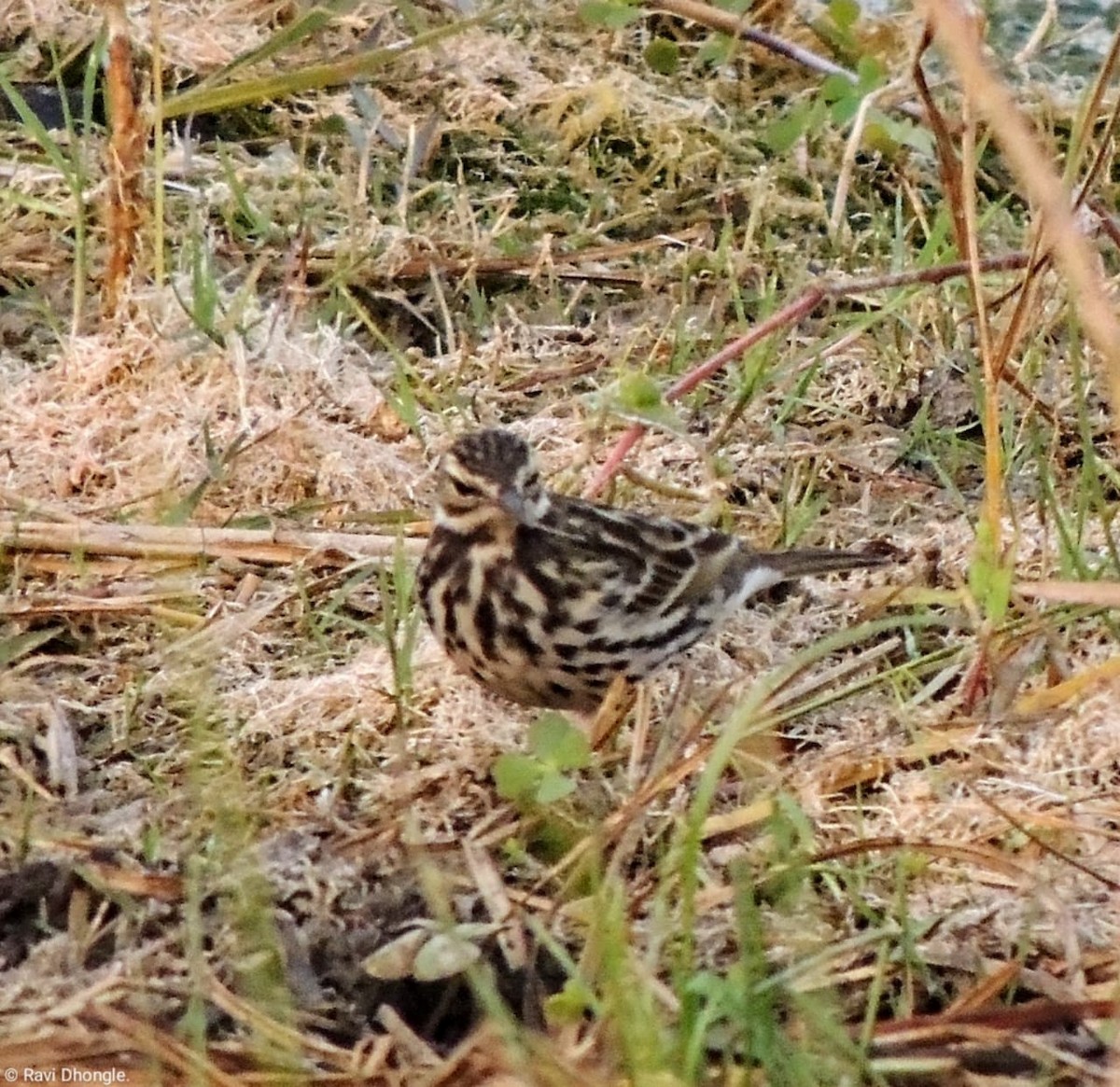 Rosy Pipit - ML541485481