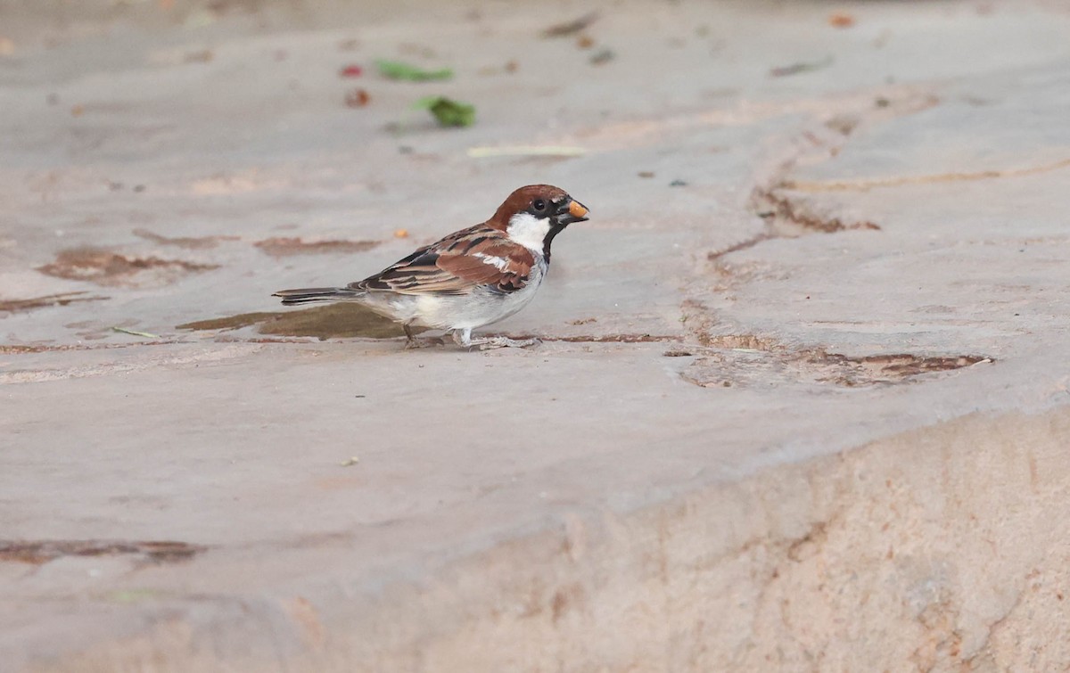 Somali Sparrow - ML541486071