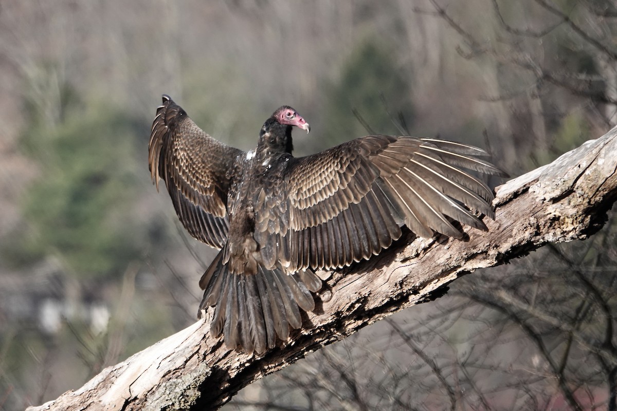 Turkey Vulture - ML541489571
