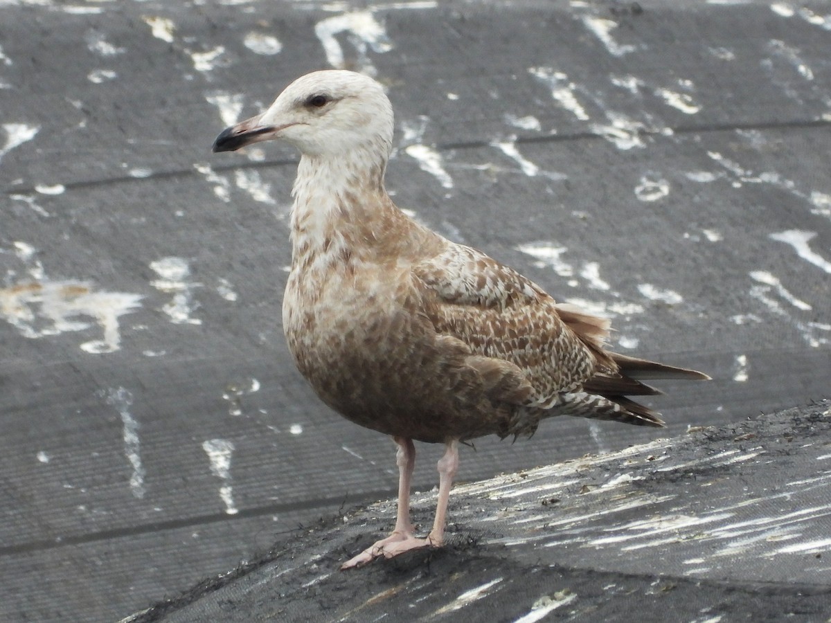 Herring Gull (American) - Saúl Román Raso