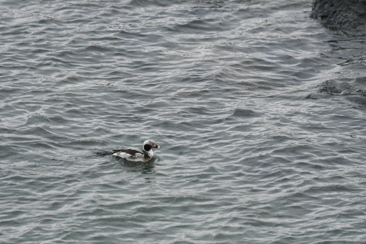Long-tailed Duck - ML541496461