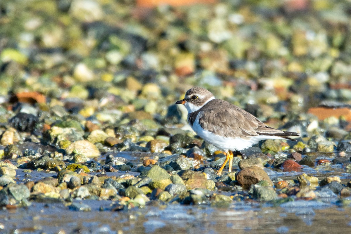 Semipalmated Plover - ML541499771