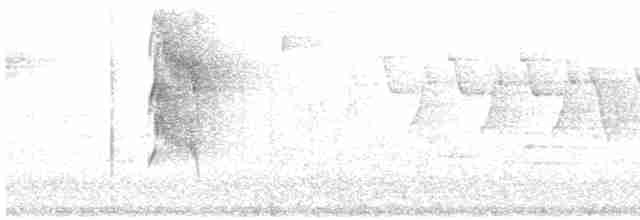 Ticotico de Anteojos - ML541501901