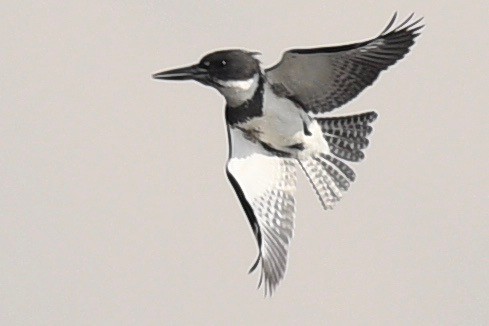 Belted Kingfisher - ML541503631
