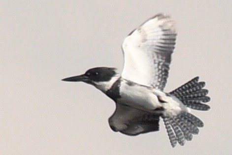 Belted Kingfisher - ML541503651
