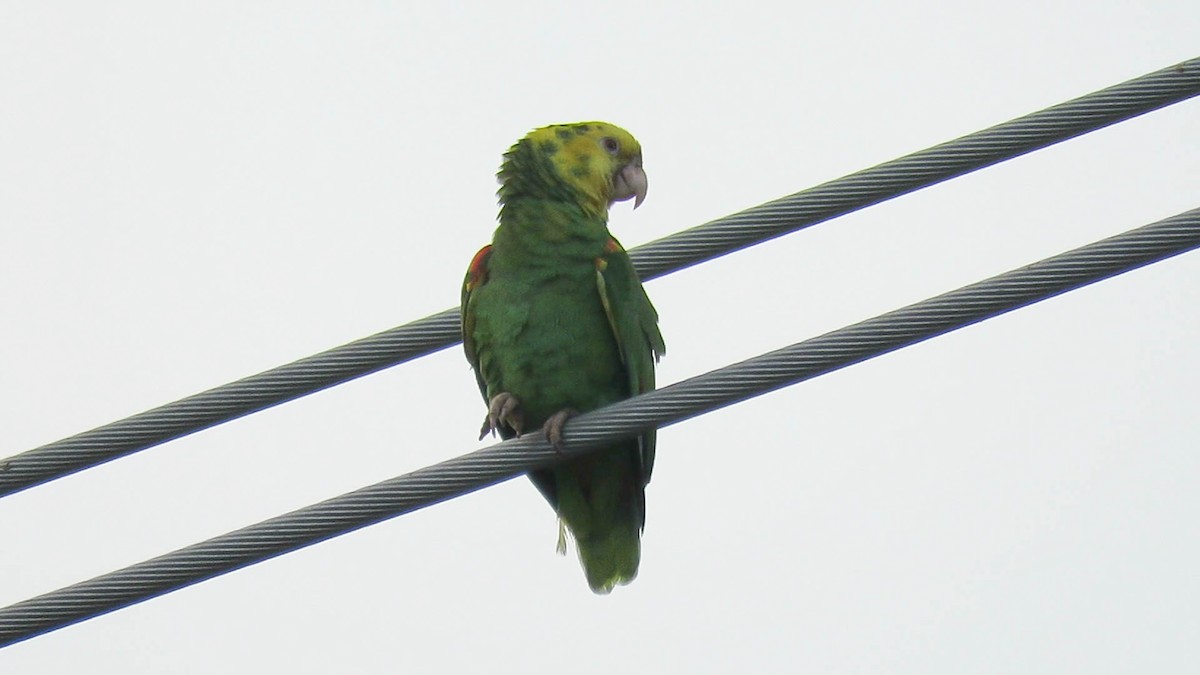 Yellow-headed Parrot - Colette Micallef