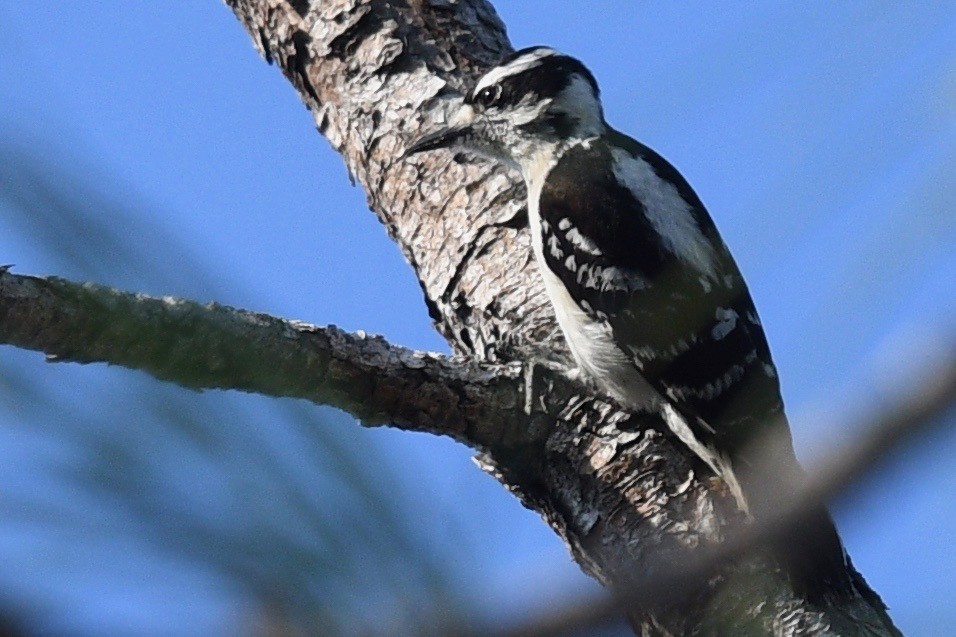 Downy Woodpecker (Eastern) - ML541504481