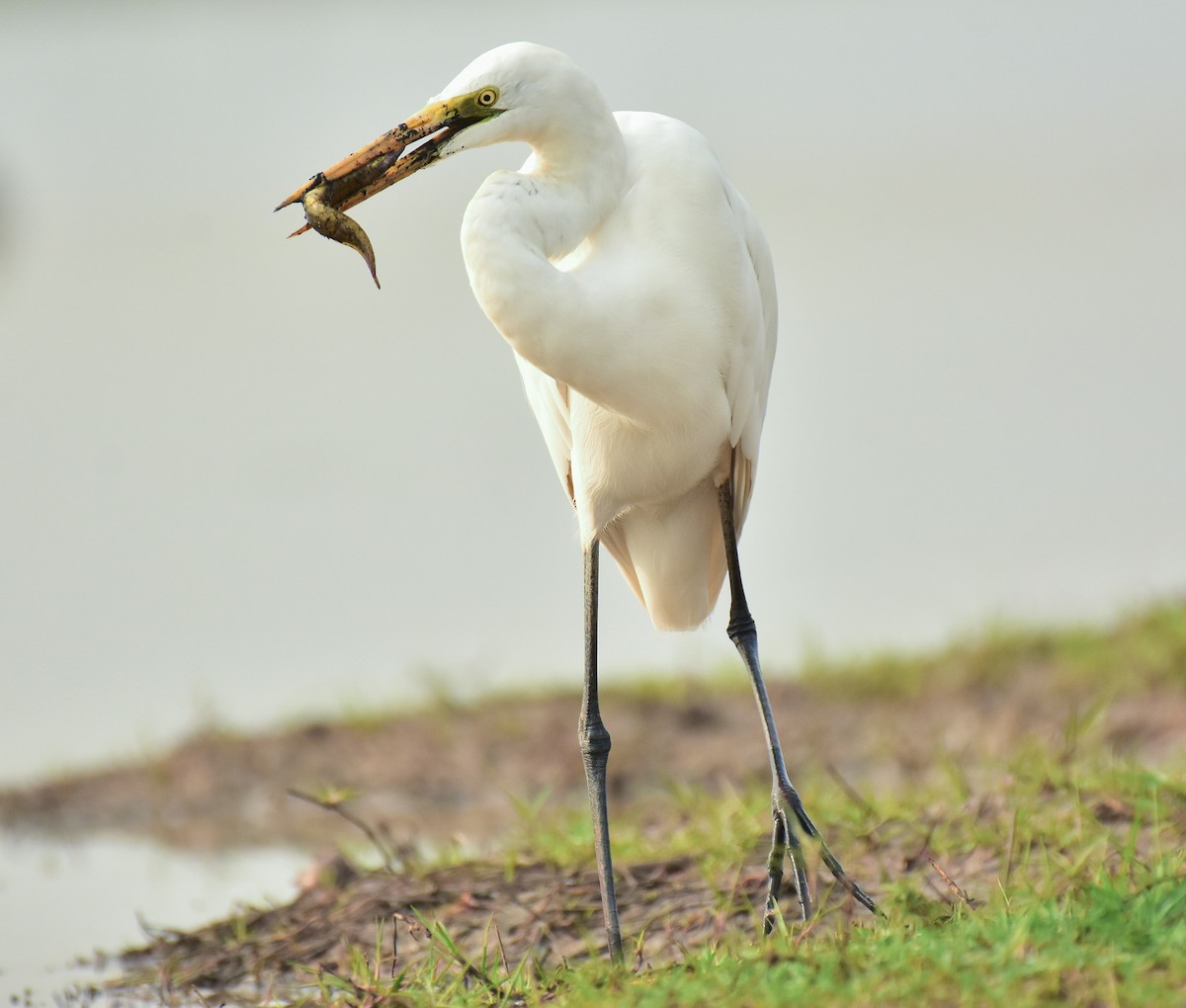 Great Egret - Arindam Roy