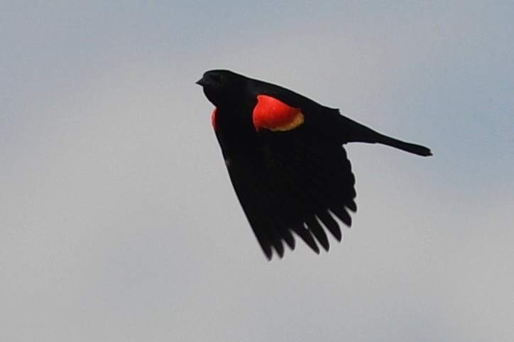 Red-winged Blackbird - ML541507701
