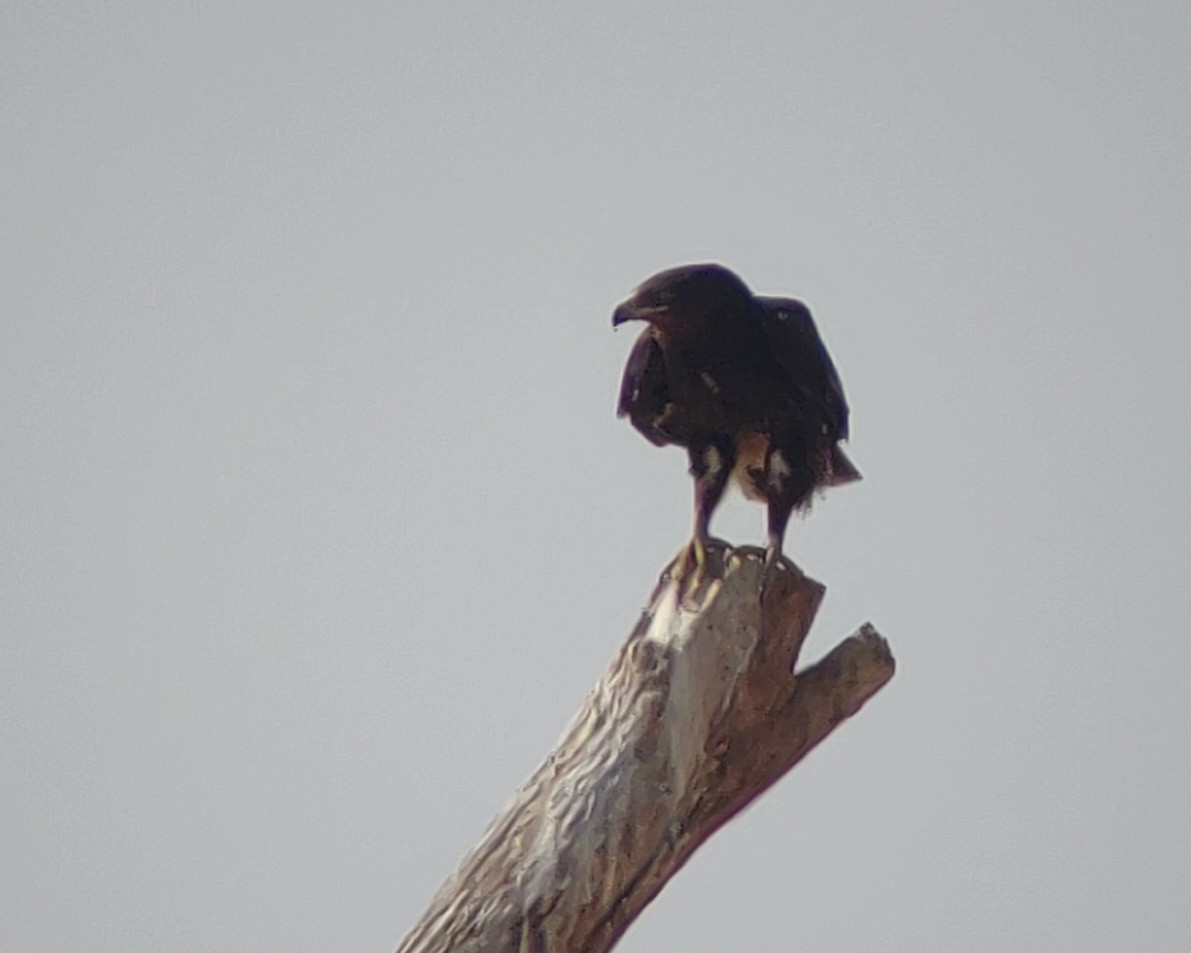 Greater Spotted Eagle - ML541507831