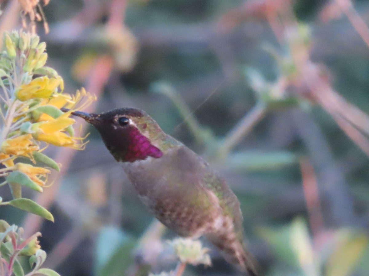 Anna's Hummingbird - ML541513421