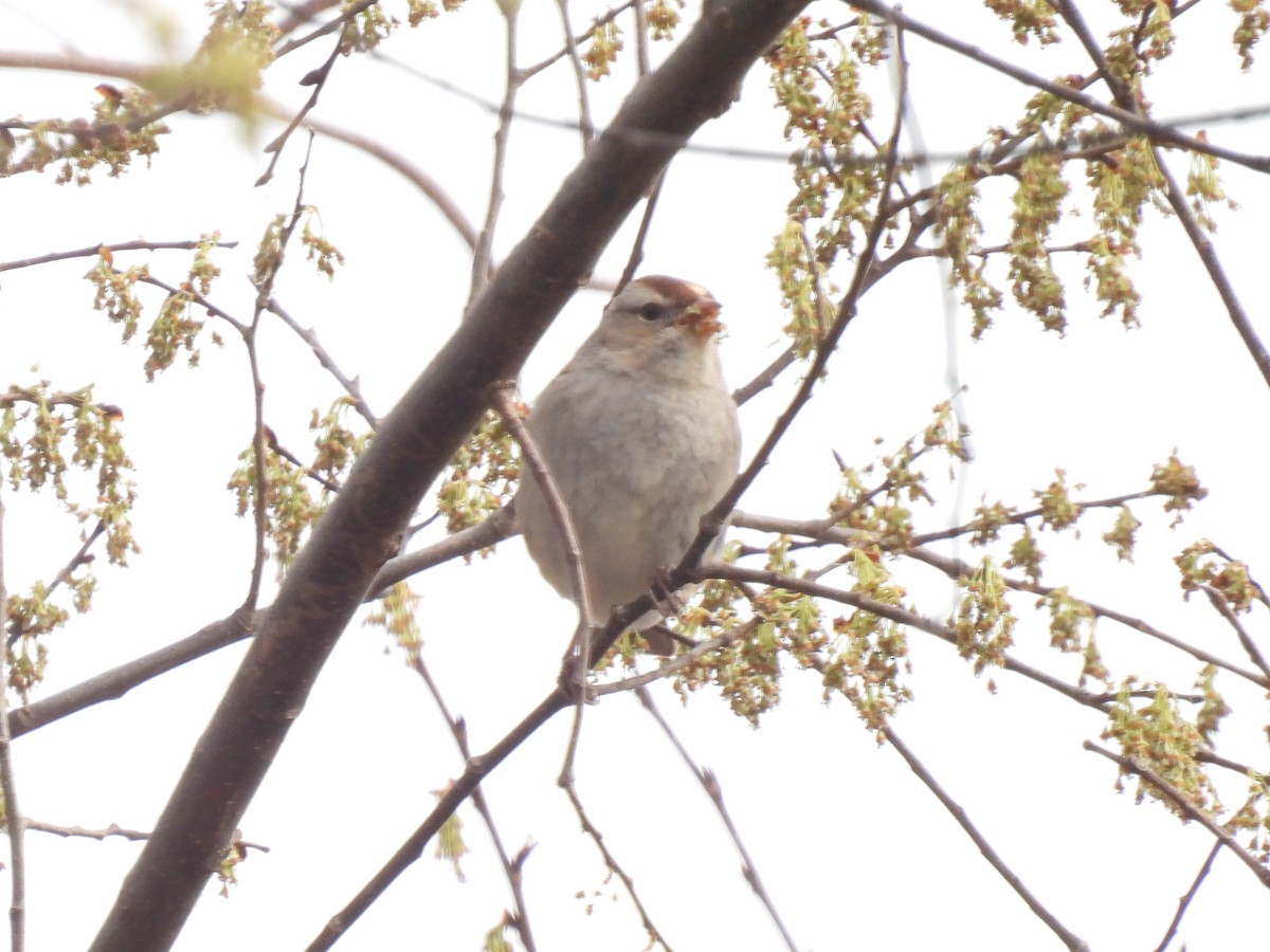 Field Sparrow - ML541516391