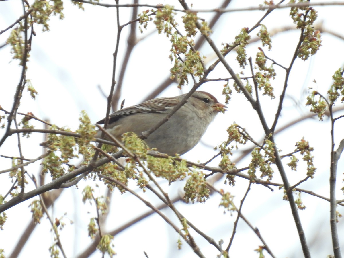 Field Sparrow - ML541516401
