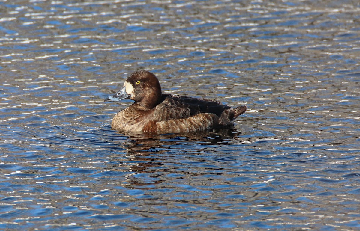 Greater Scaup - ML541517171