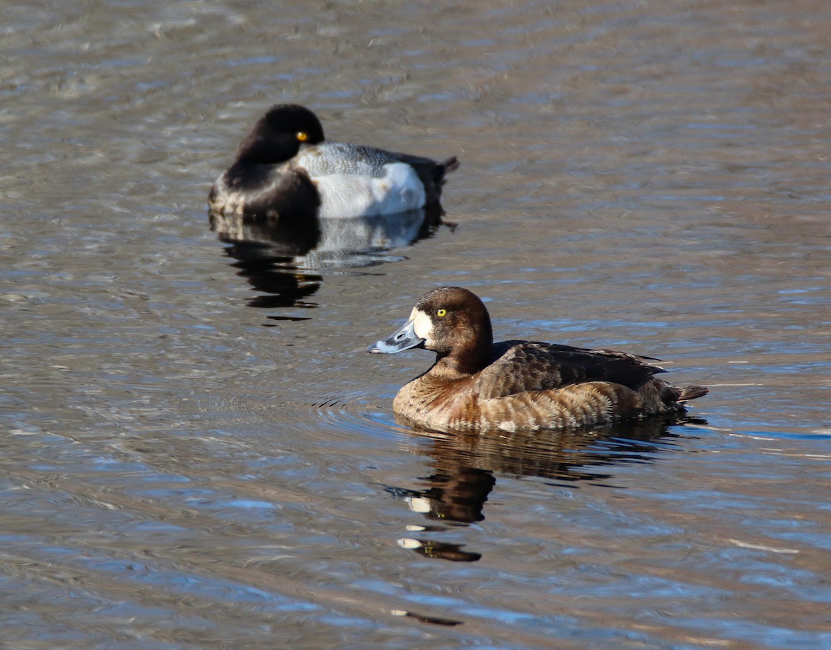 Greater Scaup - ML541517191