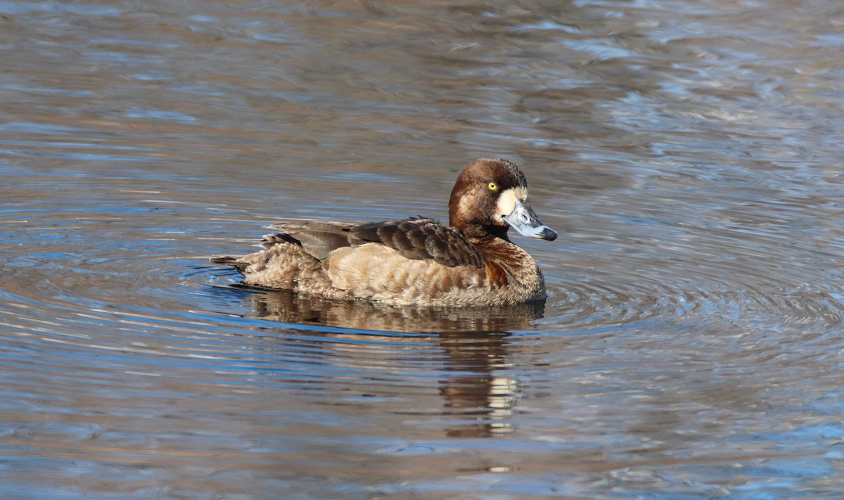 Greater Scaup - ML541517201