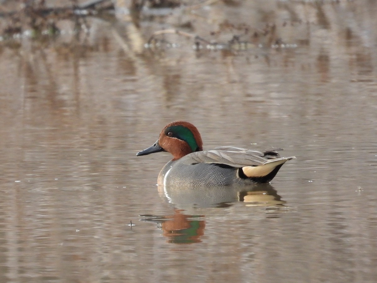 Green-winged Teal - ML541521511