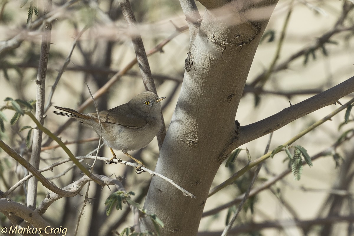 Asian Desert Warbler - Markus Craig