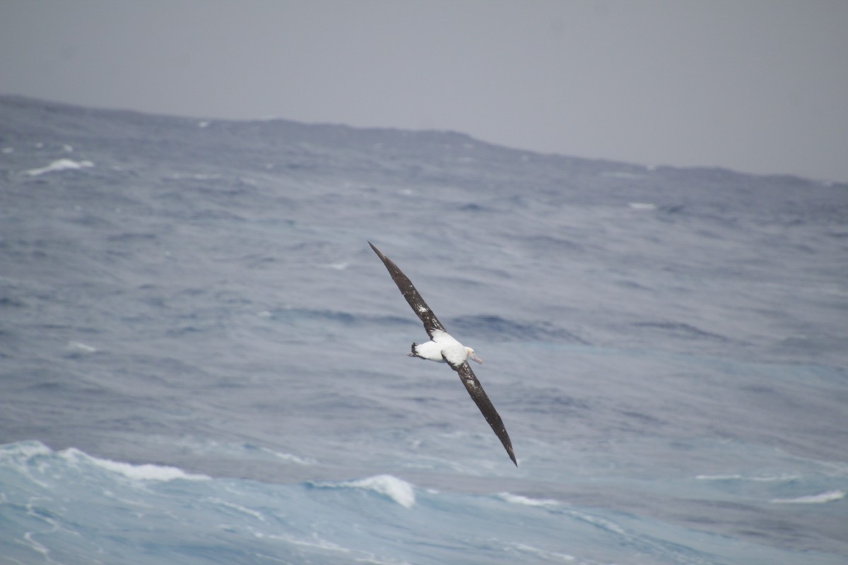 Snowy Albatross - ML541535871