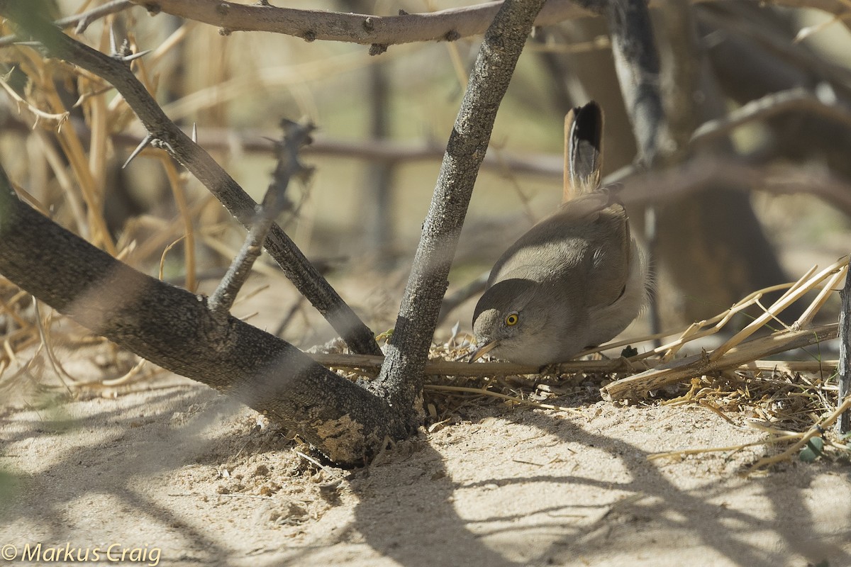 Asian Desert Warbler - ML54153611