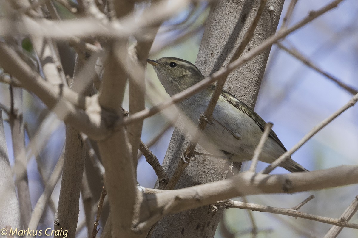 Hume's Warbler - ML54153711