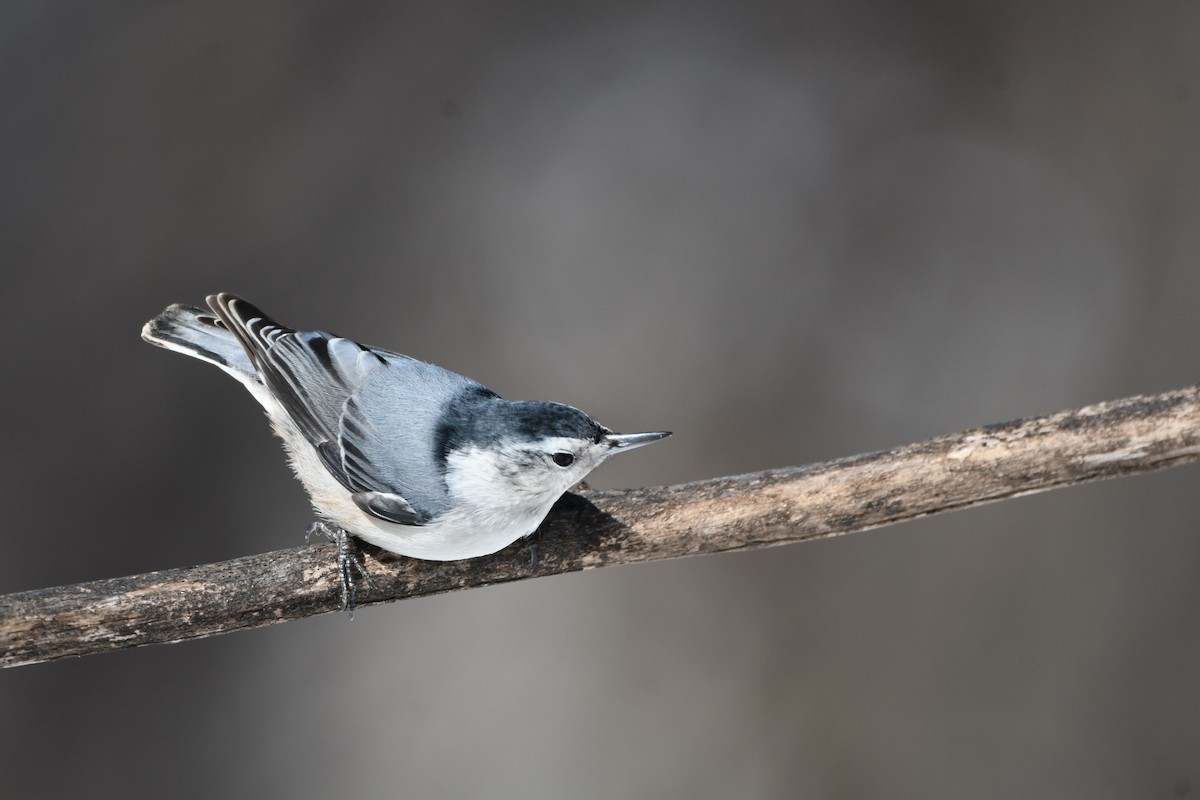 White-breasted Nuthatch - ML541538581