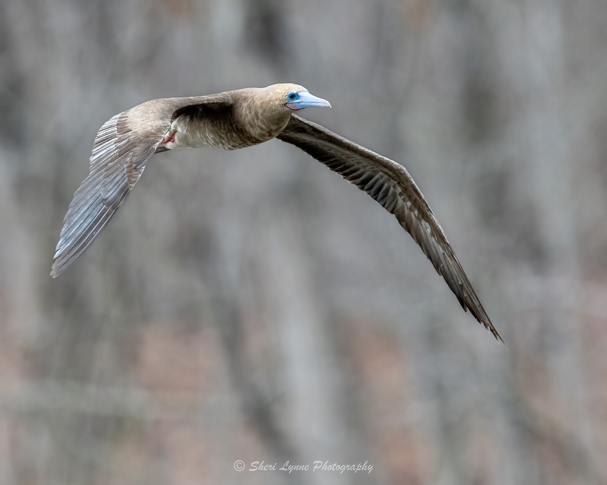 Red-footed Booby (Atlantic) - ML541539381